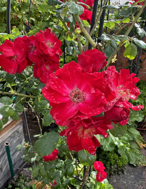 Rosenrot