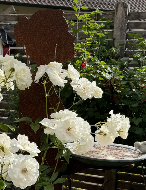 Roseweis